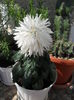 SAM_2757