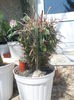 SAM_2779