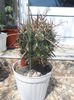 SAM_2780