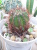 SAM_2841