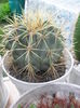 SAM_2846