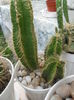 SAM_2847
