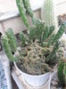 SAM_2848