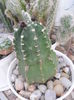 SAM_2849