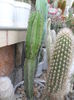 SAM_2853