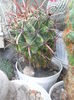 SAM_2856