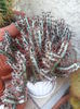 SAM_2867