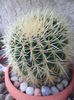 SAM_2868
