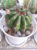 SAM_2897