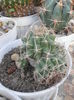SAM_2903