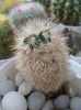 SAM_2907