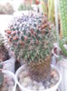 SAM_2909