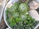 SAM_2922