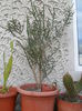 SAM_2926