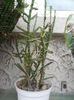 SAM_2928