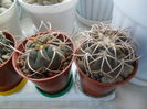 SAM_2952