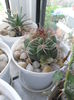 SAM_2963