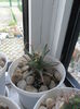SAM_2964