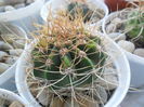 SAM_2975