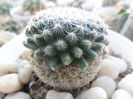 SAM_2977