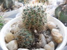 SAM_2978