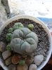 SAM_3182