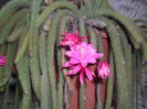 SAM_3341