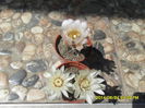 SAM_6561