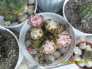 SAM_6591