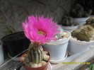 SAM_6686
