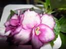 SAM_2656