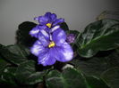 SAM_3015