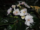 SAM_3316