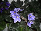 SAM_3324