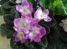 SAM_3695