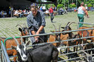 Alpine si Thuringen sau Toggenburg foarte frumoase