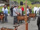 Examinarea Alpinelor