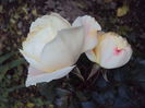 Lions Rose- da