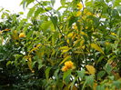 DSCN4077
