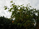 DSCN4080