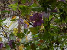 DSCN4087