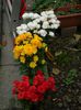 DSCN4101