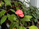 DSCN4107