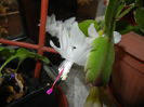 1115 White Schlumbergera (2014, Nov.15)01