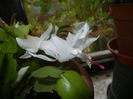 White Schlumbergera (2014, Nov.15)