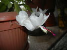 White Schlumbergera (2014, Nov.15)