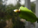 Pink Schlumbergera (2014, November 14)