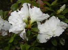 White Azalea (2014, November 20)