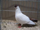 Ulm 2014 019