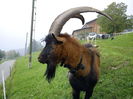 Alpinus frumosus
